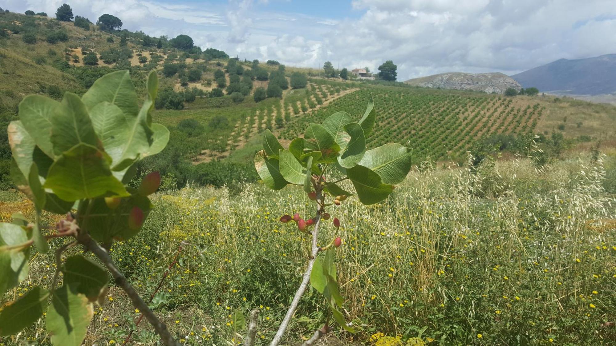 Agriturismo Gessi Βίλα Calatafimi Εξωτερικό φωτογραφία